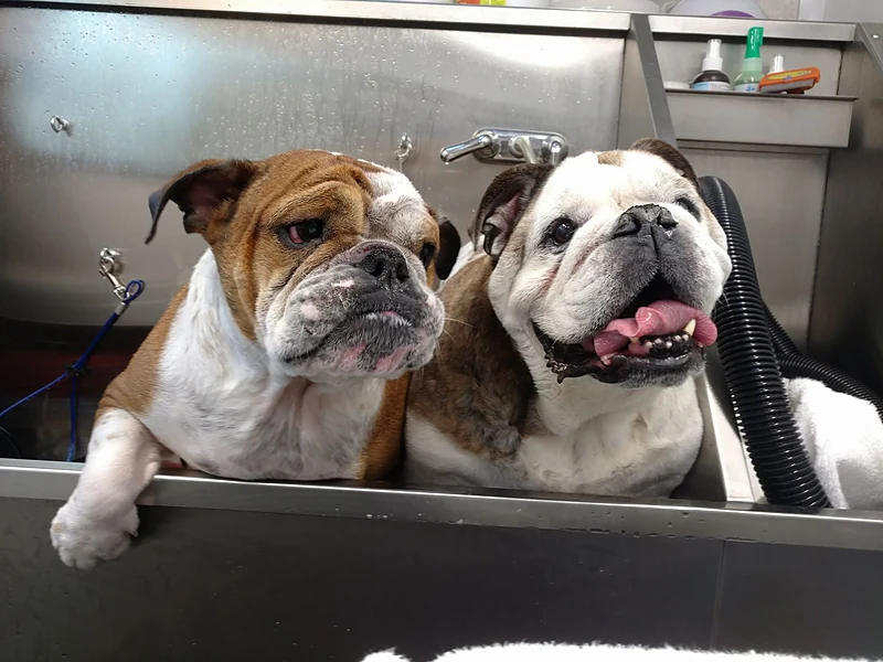 Rover Made Over - Mobile Pet Grooming Franklin, Brentwood, Belle Meade, 12 South, East Nashville — photo from their website