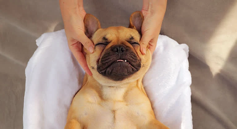 Scruffy Bubbles Mobile Grooming — photo from their website