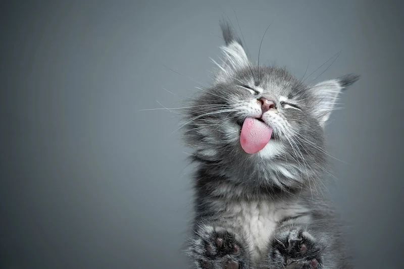Shear Pets Mobile Cat & Dog Grooming salon — photo from their website