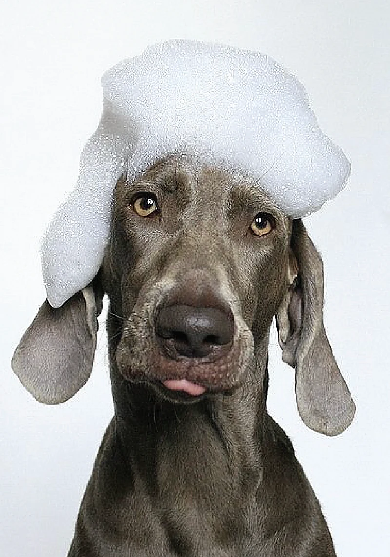 Shiny Paw Mobile Spa — photo from their website
