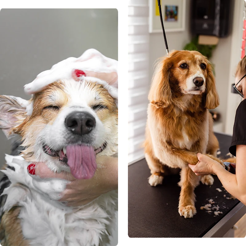 Ta-da Tails Mobile Pet Grooming — photo from their website