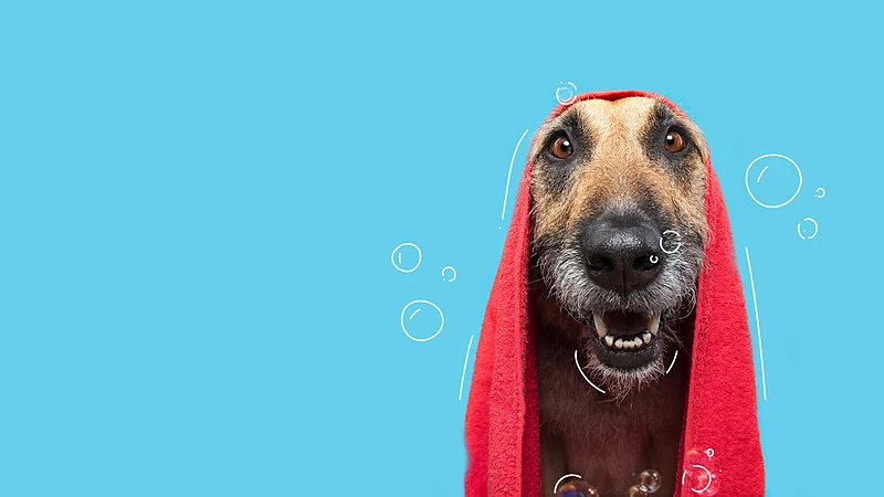 The Barking Spa Mobile Pet Grooming — photo from their website