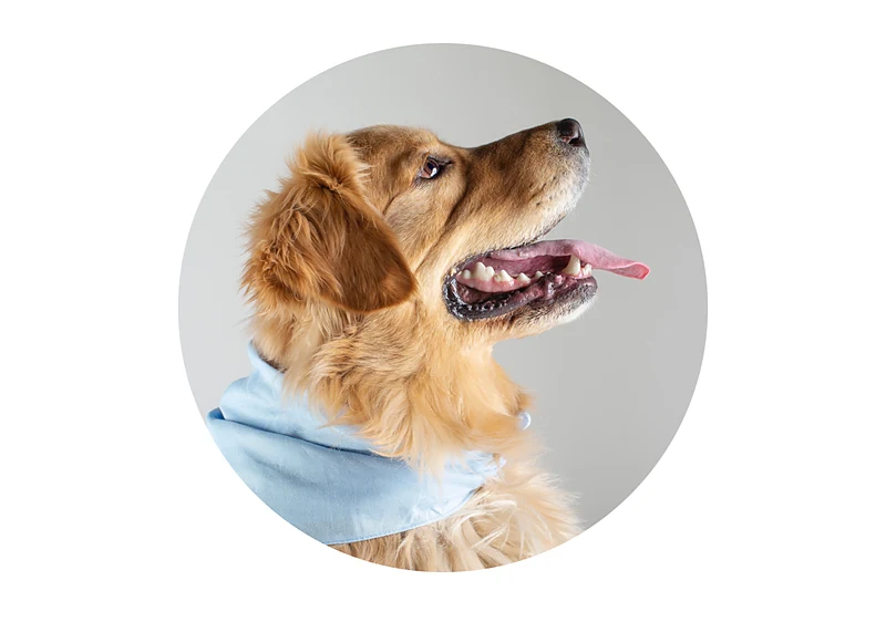 The Lucky Dog Mobile Grooming — photo from their website