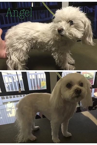 Bubbles N Bows Mobile Grooming — photo from their website