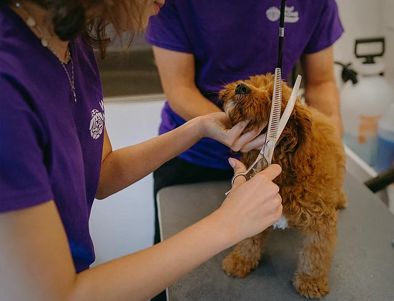 Wow! My Dog - Mobile Grooming — photo from their website