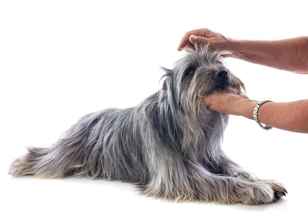 Anna's Mobile Dog Grooming — photo from their website