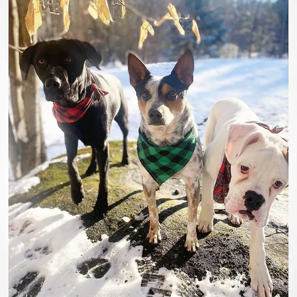 KT’s At Home Pet Care LLC — photo from their website
